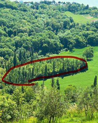 Terreno agricolo 1 ettaro con pioppi – Saludecio