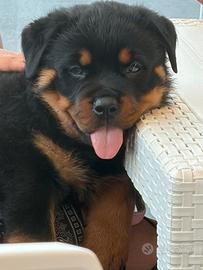Cuccioli rottweiler