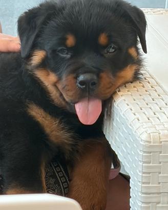 Cuccioli rottweiler
