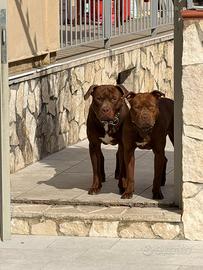 Coppia di Pit Bull