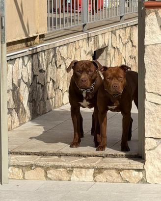 Coppia di Pit Bull
