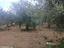 Immagine 7