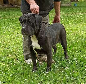 Femmina Cane Corso adulta