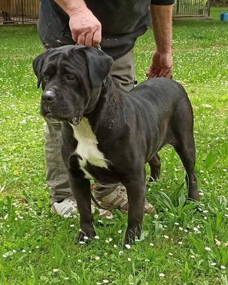 Femmina Cane Corso adulta