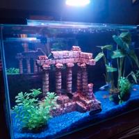 Acquario avviato con 4 pesci