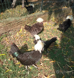 Galline razza olandese nana ciuffata