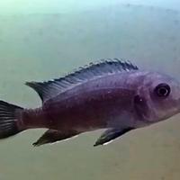 Pesci Ciclidi del Malawi