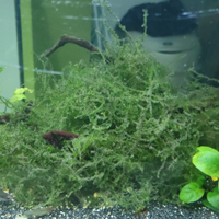 Piante per acquario e lumache planobaris