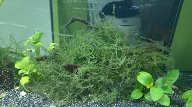 Piante per acquario e lumache planobaris