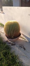 Cactus "Cuscino della Suocera" dimensioni cm.160