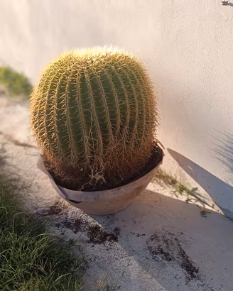 Cactus "Cuscino della Suocera" dimensioni cm.160