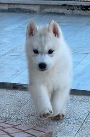 Siberian husky