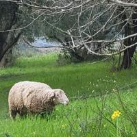 Montone ile de france