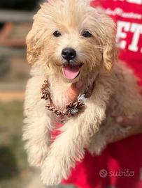 Maltipoo cucciolo