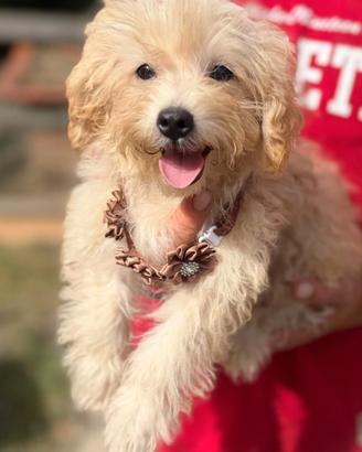Maltipoo cucciolo
