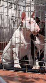 Miniatur bull terrier