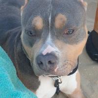 Monta pitbull ukc (con pedigree)