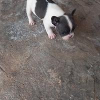 Bulldog