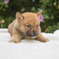 Cucciolina femmina di Shiba Inu rossa