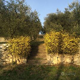 Campo coltivato con olivi