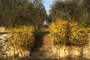 Campo coltivato con olivi
