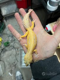 Geco Leopardino