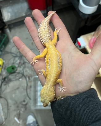 Geco Leopardino