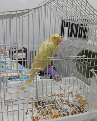 Parrochetto dal collare