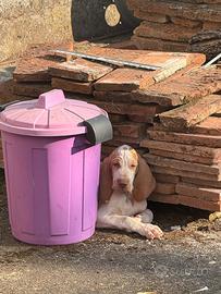 Cucciolo bracco italiano