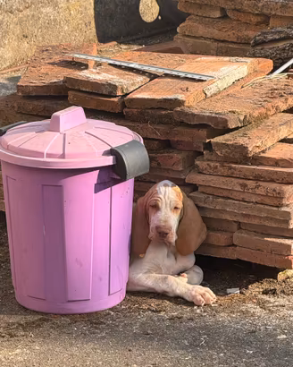 Cucciolo bracco italiano