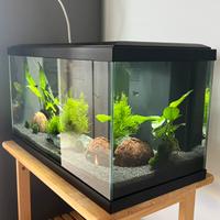Acquario Askoll 60 litri