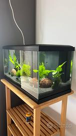 Acquario Askoll 60 litri