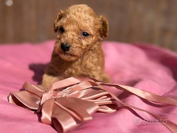 Cuccioli di maltipoo