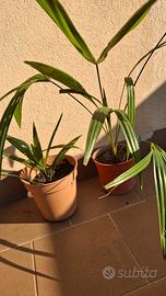 2 Piante di Palma Trachycarpus Fortunei in vaso