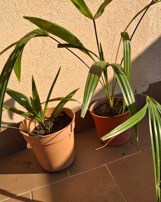 2 Piante di Palma Trachycarpus Fortunei in vaso