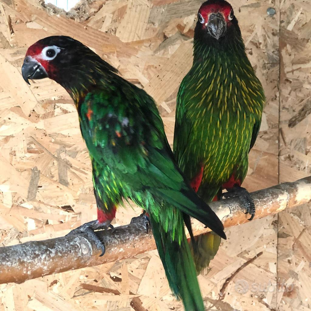 Lori Scintillata - Animali In vendita a Lodi