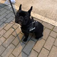 Bulldog Francese per Monta