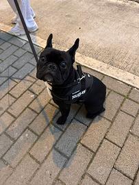 Bulldog Francese per Monta