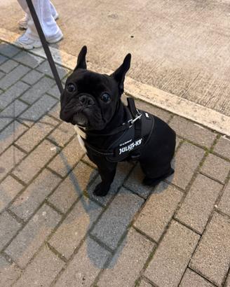 Bulldog Francese per Monta