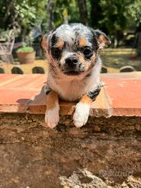 Per monta / accoppiamento Chihuahuha merle