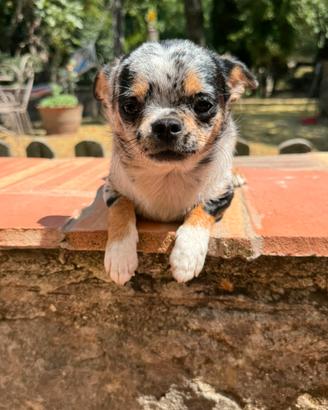 Per monta / accoppiamento Chihuahuha merle
