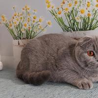 Scottish fold