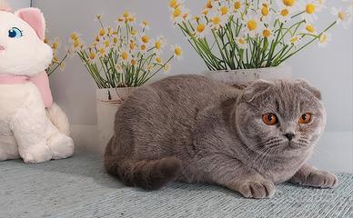 Scottish fold