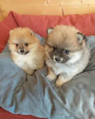 Spitz Pomerania
