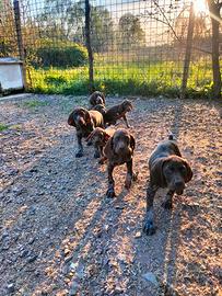 Cuccioli di Kurzhaar bracco tedesco