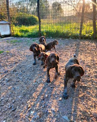Cuccioli di Kurzhaar bracco tedesco