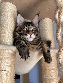 Maine Coon maschio con pedigree ANFI - 5,5 mesi