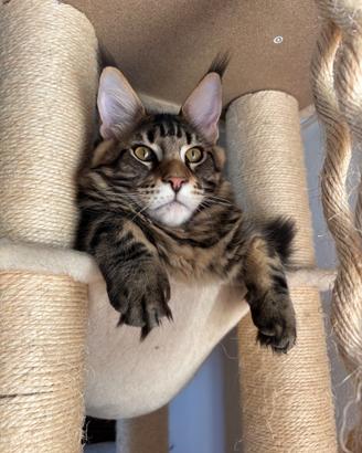 Maine Coon maschio con pedigree ANFI - 5,5 mesi