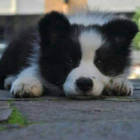 Cuccioli border collie con super pedigree