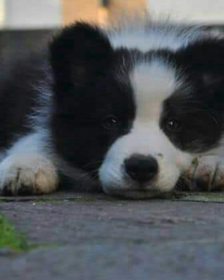 Cuccioli border collie con super pedigree